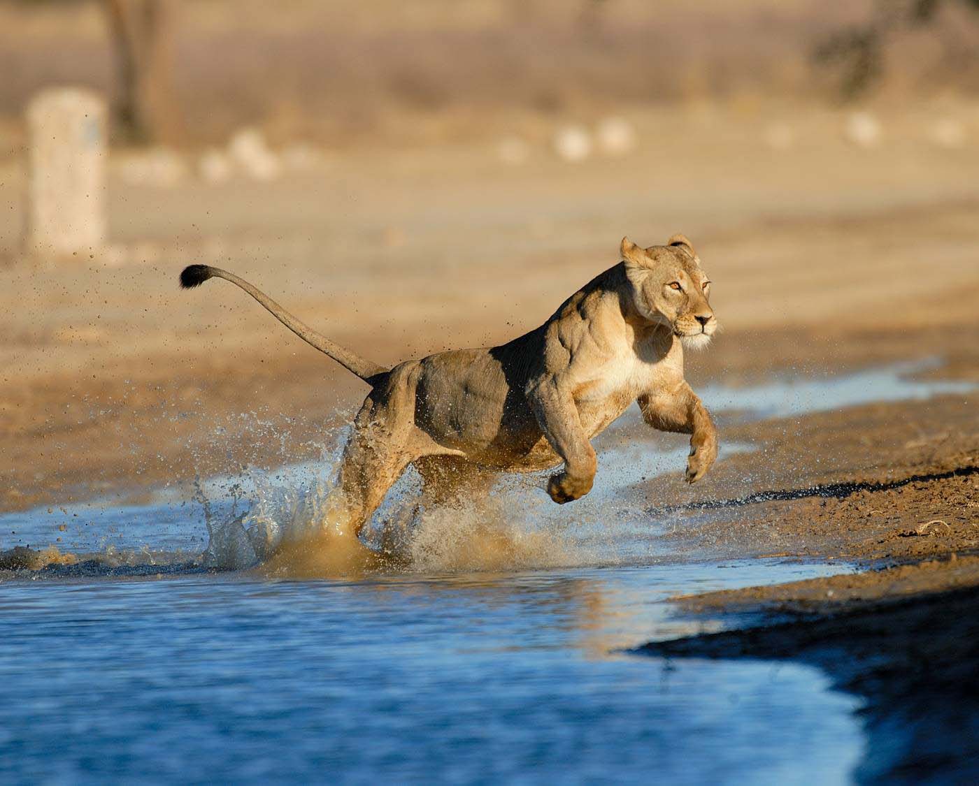 Luxury Safari Tanzania